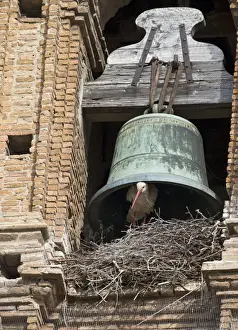 Nesting Prints: White Stork Ciconia ciconia nesting under cathedral bell Alfaro Spain