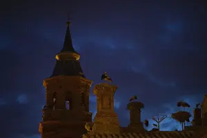 Stork Prints: White Storks roosting at their nests on church in Alfaro Spain spring