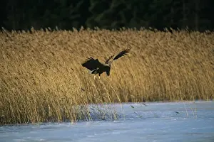 Eagle Prints: White-tailed Eagle Haliaeetus albicilla Finland March