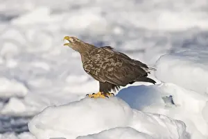 White-tailed Eagle (Sea Eagle) Haliaeetus albicilla adult calling on ice floe Nemuro