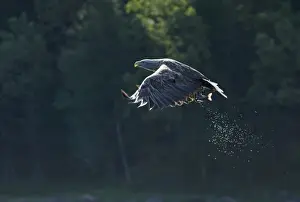 White-tailed Eagle (Sea Eagle) Haliaeetus albicilla adult with fish Norway July
