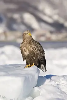 White-tailed Eagle (Sea Eagle) Haliaeetus albicilla adult on ice floe Nemuro Channel