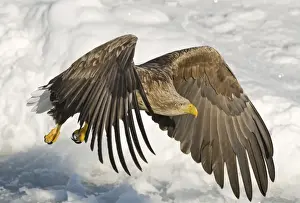 White-tailed Eagle (Sea Eagle) Haliaeetus albicilla adult Nemuro Channel Hokkaido Japan (Note