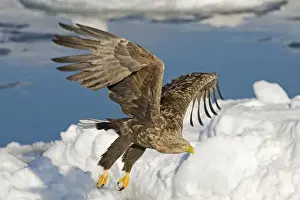 White-tailed Eagle (Sea Eagle) Haliaeetus albicilla adult Nemuro Channel Hokkaido Japan (Note