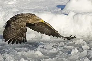 White-tailed Eagle (Sea Eagle) Haliaeetus albicilla adult Nemuro Channel Hokkaido Japan (Note