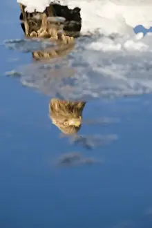 White-tailed Eagle (Sea Eagle) Haliaeetus albicilla adult reflection in ice floe