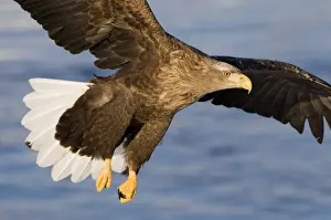 White-tailed Eagle (Sea Eagle) Haliaeetus albicilla Nemuro Channel Hokkaido Japan (Note