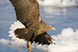 White-tailed Eagle (Sea Eagle) Haliaeetus albicilla Nemuro Channel Hokkaido Japan (Note