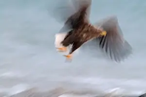 White-tailed Eagle (Sea Eagle) Haliaeetus albicilla Norway