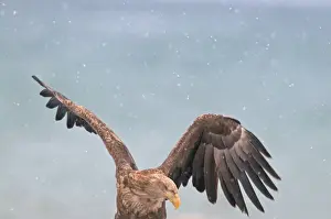 White-tailed Eagle (Sea Eagle) Haliaeetus albicilla Norway