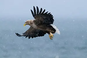 Bird Prints: White-tailed Eagle (Sea Eagle) Haliaeetus albicilla Norway