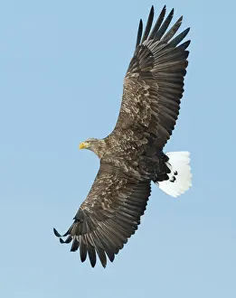 Trending: White-tailed Eagle (Sea Eagle) Haliaeetus albicilla Norway