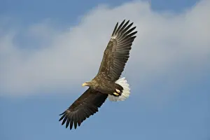 White-tailed Eagle (Sea Eagle) Haliaeetus albicilla Norway