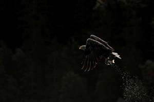 White-tailed Eagle (Sea Eagle) Mull Scotland July