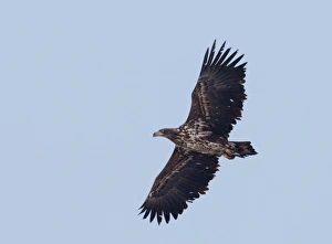 Immature Prints: White-tailed Sea Eagle immature Bulgaria winter