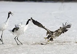 Japan Prints: White-tailed (Sea Eagle) snatching fish from Japanese Crane at Akan Hokkaido Japan