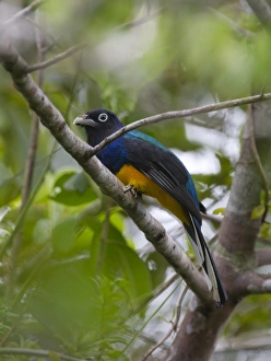 White-tailed Trogon Trogon viridis Amazon River Basin Peru