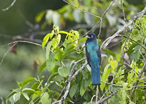 White-tailed Trogon Trogon viridis Amazon River Basin Peru