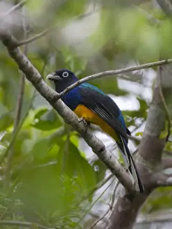 : White-tailed Trogon Trogon viridis Amazon River Basin Peru