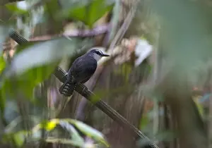 Neotropical Prints: White-throated Ant Bird Gymnopithys salvini Tambopata Peru