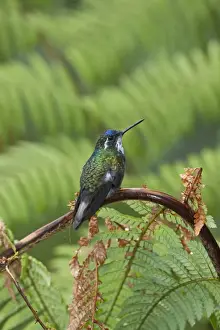 Hummingbird Prints: White-throated Mountain-Gem Lampornis castaneoventris Savegre Costa Rica