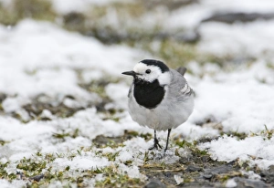 White Wagtail Motacilla alba Georgia winter