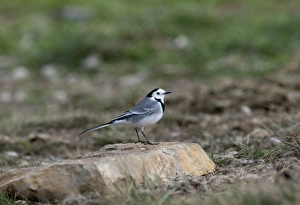 Wagtail Prints: White Wagtail Motacilla alba Spain winter