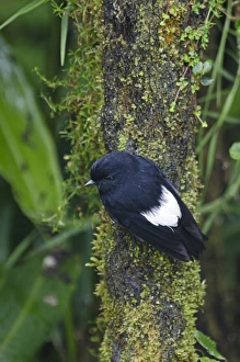 White-winged Robin Peneothello sigillatus hagenensis male near Mt Hagen in Western White-winged Robin Peneothello sigillatus hagenensis male near Mt Hagen in Western