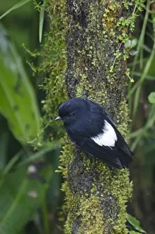 White-winged Robin Peneothello sigillatus hagenensis male near Mt Hagen in Western