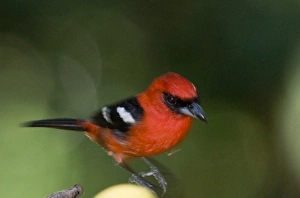White-winged Tanager Piranga leucoptera latifasciata male at bird table Guatemala White-winged Tanager Piranga leucoptera latifasciata male at bird table Guatemala