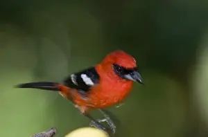 Guatemala Prints: White-winged Tanager Piranga leucoptera latifasciata male at bird table Guatemala