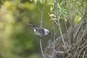 : Whitehead Mohoua albicilla Tiri Tiri Matangi Island New Zealand