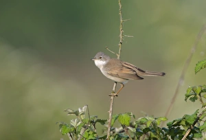 Warbler Prints: Whitethroat Sylvia communis male Norfolk spring
