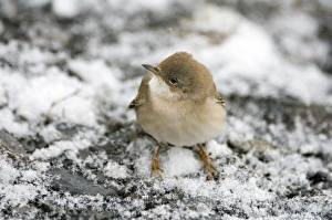 Whitethroat Sylvia communis migrant female in snow Great Caucasus Georgia April Whitethroat Sylvia communis migrant female in snow Great Caucasus Georgia April