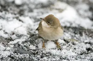 Migrating Prints: Whitethroat Sylvia communis migrant female in snow Great Caucasus Georgia April