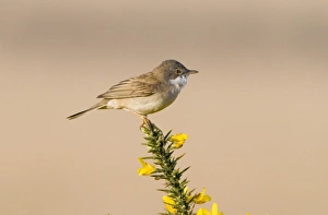 Whitethroat Sylvia communis Minsmere RSPB Reserve May