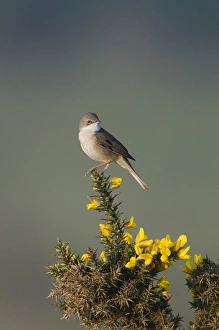Whitethroat Sylvia communis Minsmere RSPB Reserve May