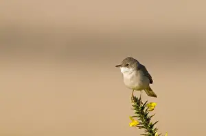 Warbler Prints: Whitethroat Sylvia communis Minsmere RSPB Reserve May