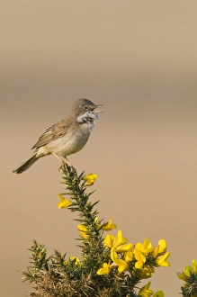 Whitethroat Sylvia communis in song Minsmere RSPB Reserve May Whitethroat Sylvia communis in song Minsmere RSPB Reserve May