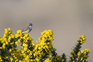 Whitethroat Sylvia communis Minsmere RSPB Reserve May