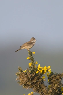 Whitethroat Sylvia communis Minsmere RSPB Reserve May