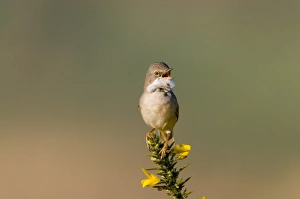 Whitethroat Sylvia communis Minsmere RSPB Reserve May