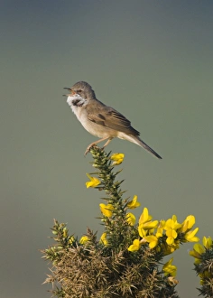 Whitethroat Sylvia communis Minsmere RSPB Reserve May