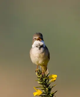Whitethroat Sylvia communis in song Minsmere RSPB Reserve May