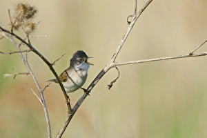 Whitethroat Sylvia communis in song Norfolk spring