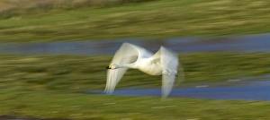 Motion Blur Prints: Whooper Swan, Cygnus cygnus, adult, Caerlaverock, Dumfries, Scotland, winter