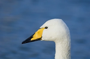 Whooper Swan Cygnus cygnus Caerlaverock Dumfires & Galloway Scotland winter