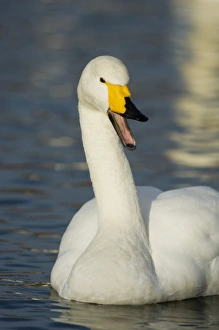 Whooper Swan Cygnus cygnus Caerlaverock Dumfires & Galloway Scotland winter Whooper Swan Cygnus cygnus Caerlaverock Dumfires & Galloway Scotland winter