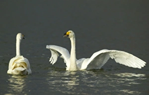 Whooper Swan Cygnus cygnus Caerlaverock Scotland autumn