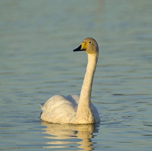 Whooper Swan Cygnus cygnus Caerlaverock Scotland autumn